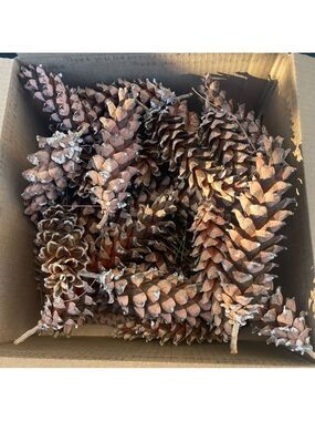 Pinecones Eastern White Pine Cones Fresh Natural for Arts & Crafts Large 10 lot